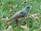 Large Immature Male Satin Bowerbird