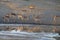 Large impala herd drinking water at a pond in late afternoon