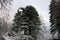 Large imposing pine tree covered with soft white snow in the middle of winter in the mountains