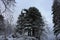 Large imposing pine tree covered with soft white snow in the middle of winter in the mountains