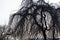 Large imposing weeping willow in front of white sky, at dusk, without people