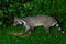 Large indian civet or Viverra zibetha, A nocturnal creature.