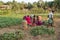 A large Indian family is harvesting red potatoes. Women and men tie potatoes in bags. India, Karnat, Gokarna, Spring 2017