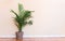 Large indoor palm plant in a yellow room