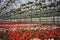 Large industrial flower greenhouse with blooming pelargoniums and geraniums in pots. Flower seedling business