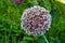 Large inflorescence of garlic