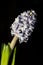 Large inflorescence of light lilac hyacinth on a black backgroun