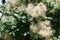 Large inflorescences of European smoketree in June