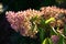 Large inflorescences of a hydrangea.