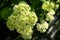 Large inflorescences of hydrangea. Little white flowers