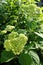 Large inflorescences of hydrangea. Little white flowers