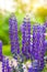 Large inflorescences of lupines in the light of the setting sun in the green grass