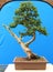 A Large informal upright needle type juniper bonsai on display in Belfast Northern Ireland