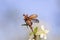 Large insect May-beetle flies up spreading its wings from a beautiful cherry blossom branch in the  garden against the background