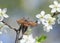 Large insect May-beetle flies up spreading its wings from a branch of flowering cherry in  garden against a blue sky