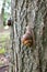 A large inshell grape snail climbing a tree along the bark, an edible snail or snail, is a large, edible species