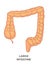 Large intestine, digestive system of human body