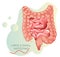 Large Intestine - Stock Illustration