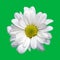 Large isolated flower white chrysanthemum asymmetrical on green background chromakey close-up high quality