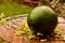 A large Jamaican  Avacado pear