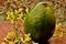 A large Jamaican  Avacado pear