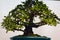 Large Japanese maple bonsai tree
