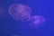 Large jellyfish in blue and clear sea water