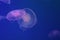 Large jellyfish in blue and clear sea water