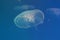 Large jellyfish in blue and clear sea water