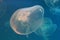 Large jellyfish in blue and clear sea water