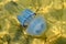 Large jellyfish floats in seawater near the bottom