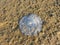 Large jellyfish on the sea coast against the background of algae. Jellyfish on the sand, illuminated by the sun in summer.