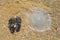 Large jellyfish on the seashore in the sand