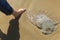 Large jellyfish on the seashore in the sand