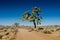 Large Joshua Tree on Big Horn Pass