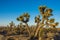 Large Joshua Tree Branches Out