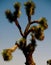 Large Joshua tree desert plant