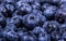 Large juicy blueberries. Wet blueberries. Macro photo blueberry