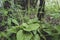 Large juicy green plantain leaves in the forest