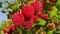 Large juicy ripe raspberries on branches