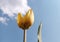 Large juicy yellow tulips bloomed, filled with sunlight against the sky. Flowering began on the May holidays