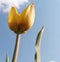 Large juicy yellow tulips bloomed, filled with sunlight against the sky. Flowering began on the May holidays