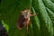 Large june bug creeps on a leaf.