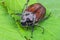 Large June bug is sitting on a leaf. Insect is an agricultural pest