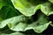 Large kale leaves, loose and green, used in cooking