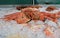 A large Kamchatka crab lies on the crushed ice next to scallops, shrimps and sea fish. Healthy seafood is prepared for sale.