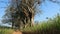 Large kapok tree, blue sky background