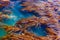 Large kelp bed floating on surface of Pacific Ocean