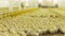 Large kid chick crowd in incubator on poultry farm