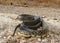 A large King Snake crossing a prairie road